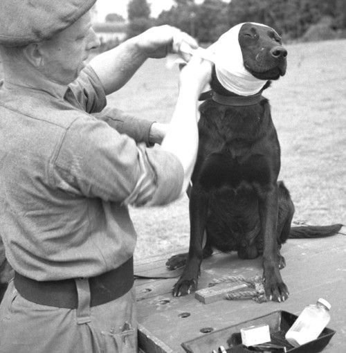 Перевязка раненого товарища, Нормандия, 1944 год.