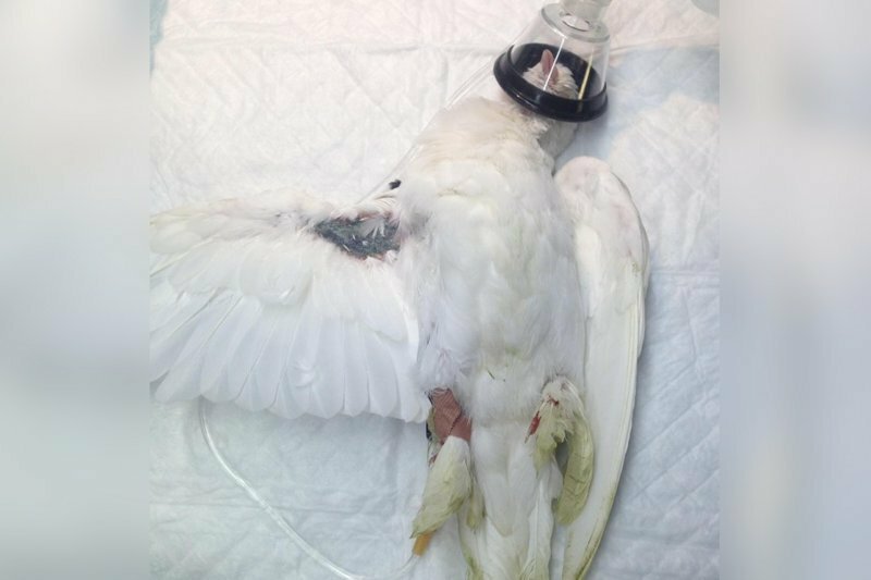 В Омске голубь с переломом сам пришел к ветеринару, его успешно вылечилиНОВОСТЬ