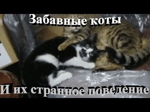 Забавные, милые и странные коты 