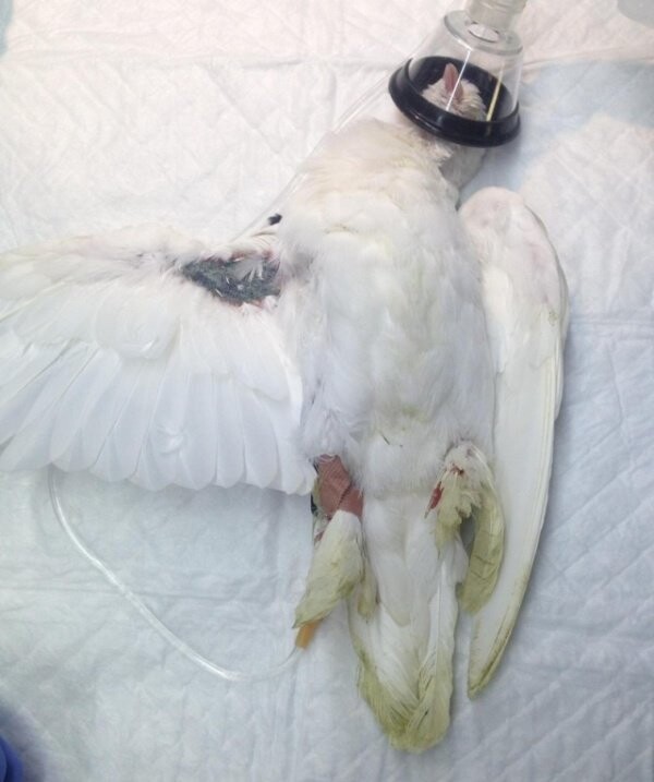 В Омске раненый голубь сам пришел в ветклинику