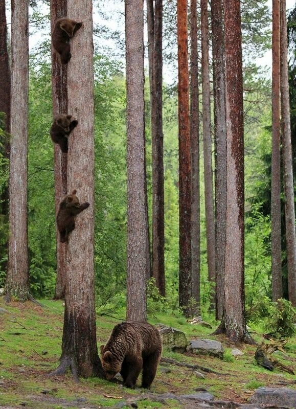 Намешалось