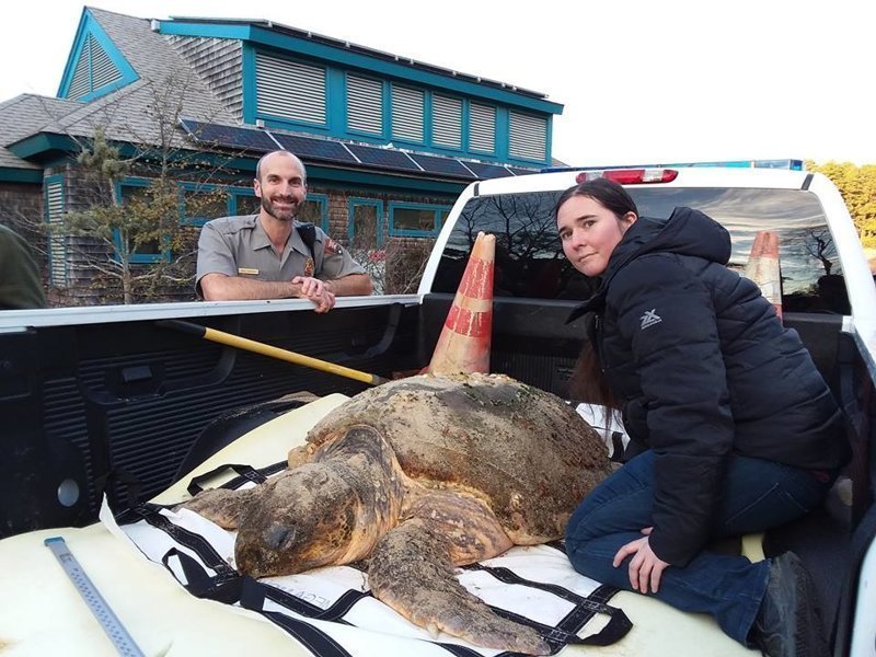 Жанетт Керр, координатор по внешним коммуникациям организации Massachusetts Audubon Society’s Wellfleet Bay Wildlife Sanctuary, сообщила, что подавляющее большинство черепах "обледенели" в заливе Мэн