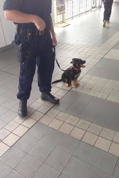 K9