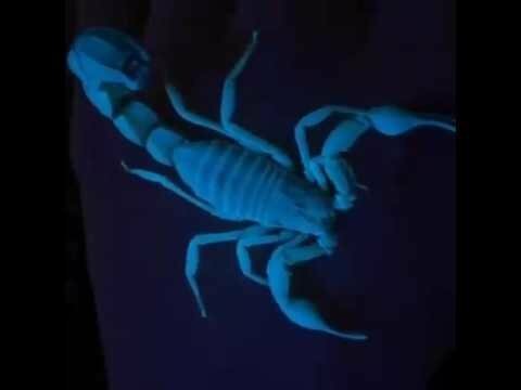 как скорпион выглядит под ультрафиолетом 