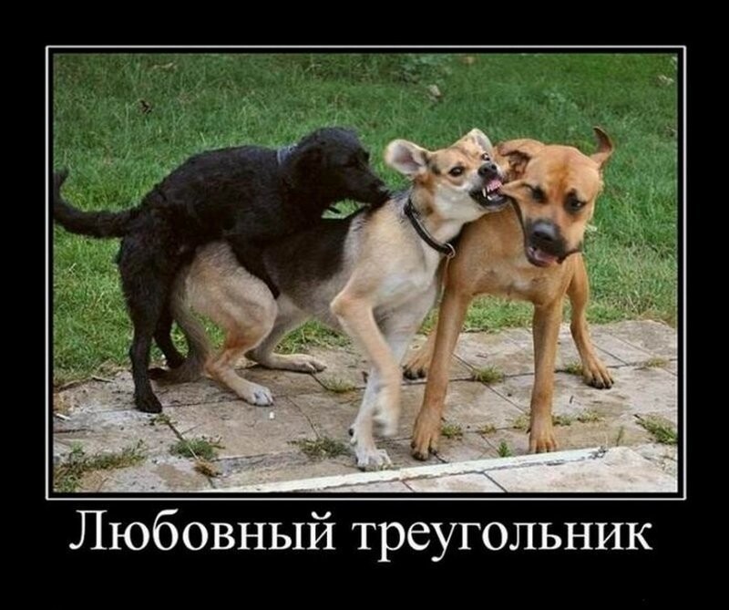 Подборка прикольных демотиваторов