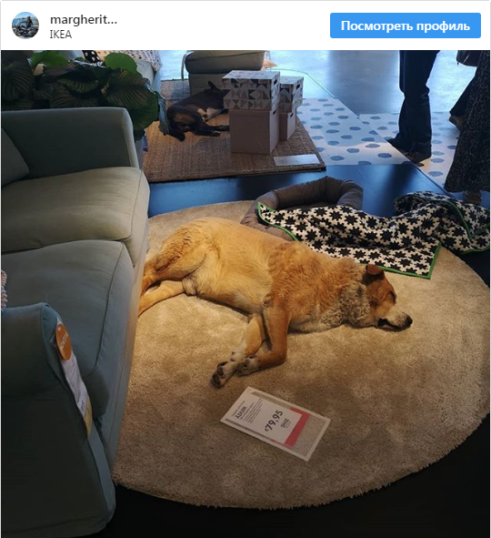 IKEA разрешила бездомным собакам "зимовать" в своих магазинах