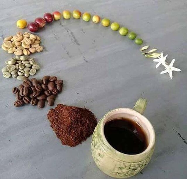 Жизненный цикл кофе
