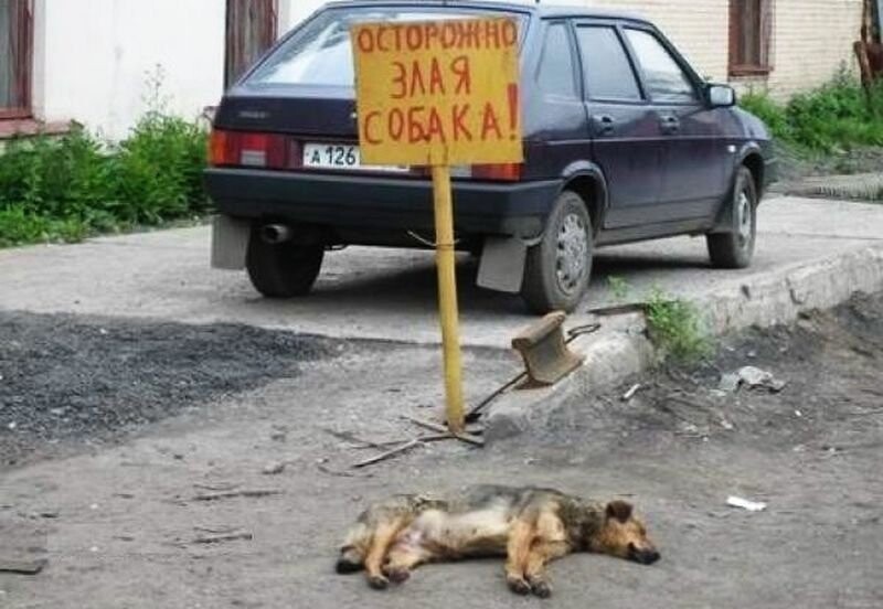 Осторожно, собака!