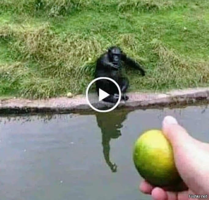 Как обмануть обезьяну