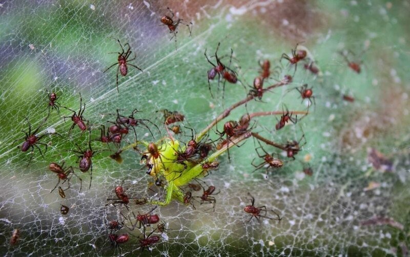 Зомби-рабы  в мире насекомых, как  раб становится едой, нянькой и телохранителем  хозяина-паразита