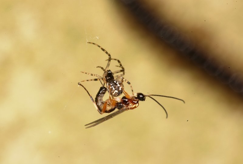 Зомби-рабы  в мире насекомых, как  раб становится едой, нянькой и телохранителем  хозяина-паразита