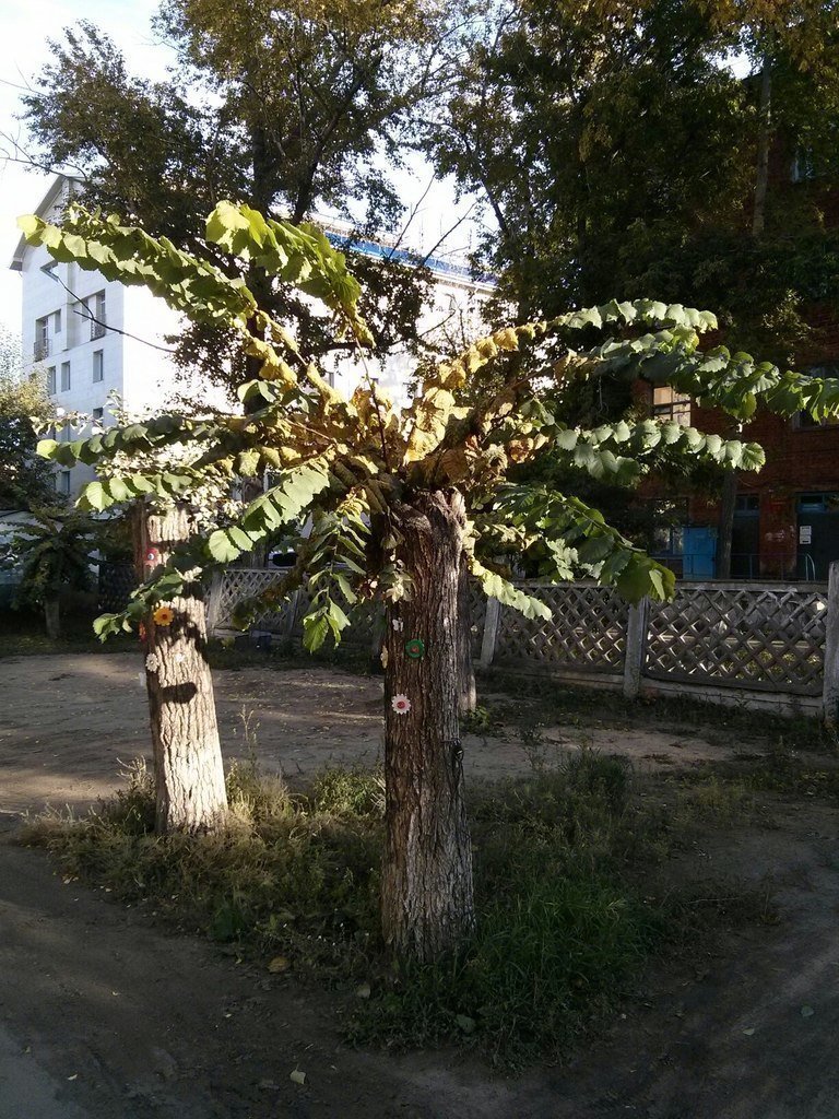 Русский климат пальмам не помеха