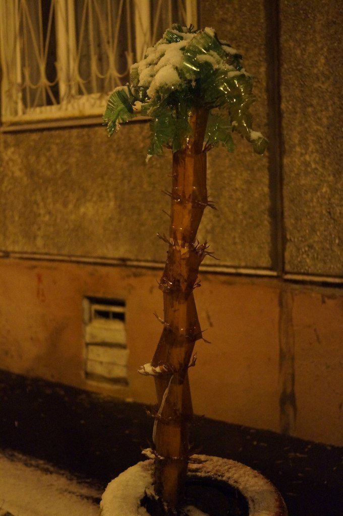 Русский климат пальмам не помеха