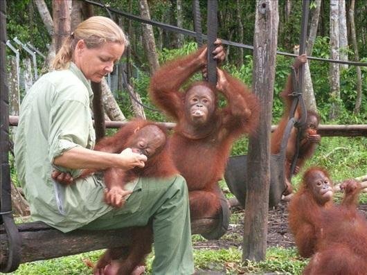 Самка орангутана, спасенная из борделя, научилась вновь доверять людям