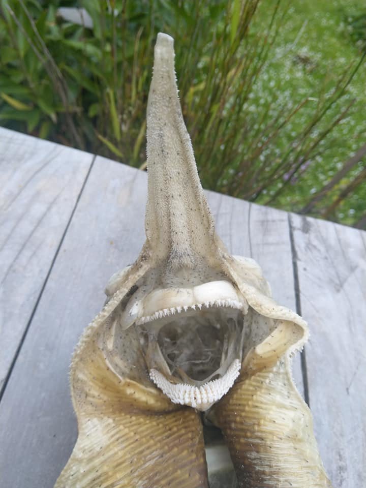 В Новой Зеландии нашли страшный морской скелет