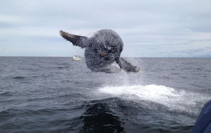 Всего лишь летающий кит