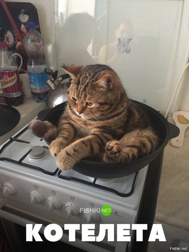 Котелета