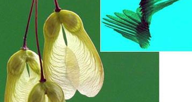 Ученые сравнили соотношение времени падения к загруженности крыла - весу, который приходится на единицу площади крыла - для самовращающихся семян и для планирующих
