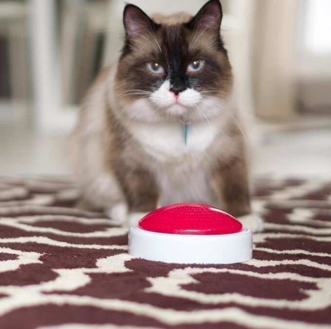 Канадец два месяца учил кота нажимать кнопку, но в нужный момент тот показал, кто хозяин положения