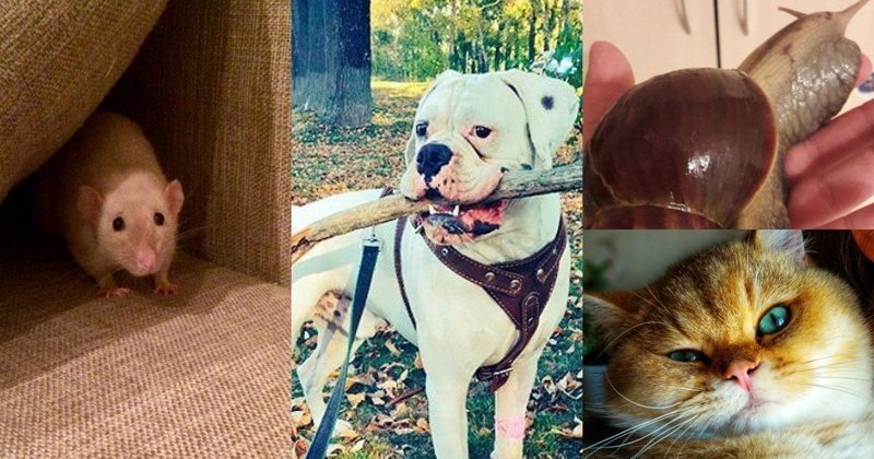 Пользователи сети отпраздновали Всемирный день домашних животных, показав фото своих питомцев