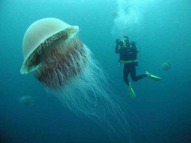 Волосистая цианея, или гигантская медуза