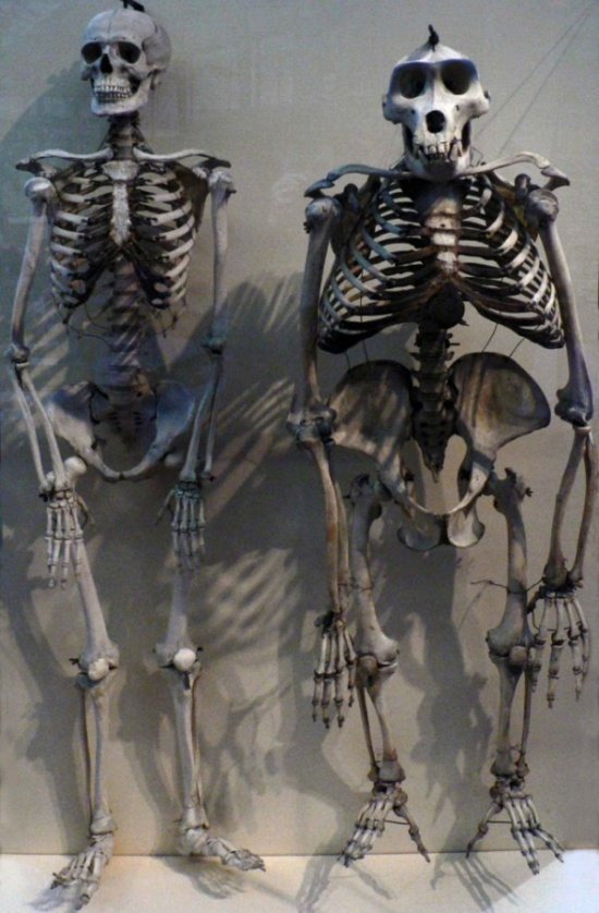 Скелет человека по сравнению со скелетом гориллы