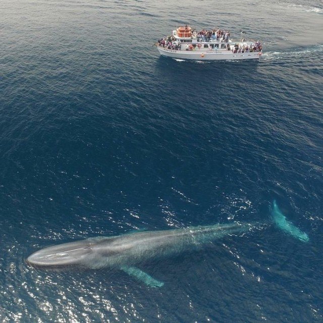 Синий кит по сравнению с 22-метровым кораблем