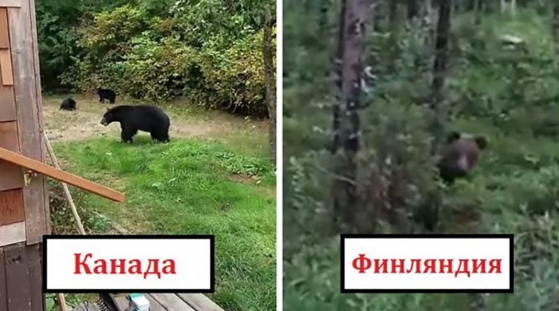 Люди смеются над роликами, в которых показано, как по-разному канадцы и фины реагируют на медведя
