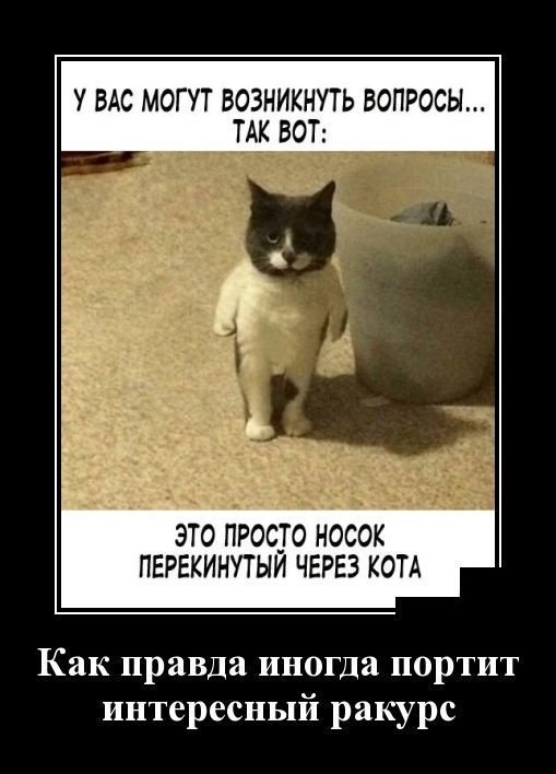 Кошачьи демотиваторы