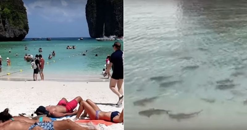 Знаменитый таиландский пляж оккупировали сотни акул