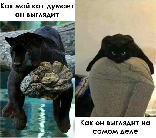 Котопост