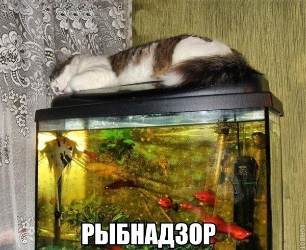 Котопост