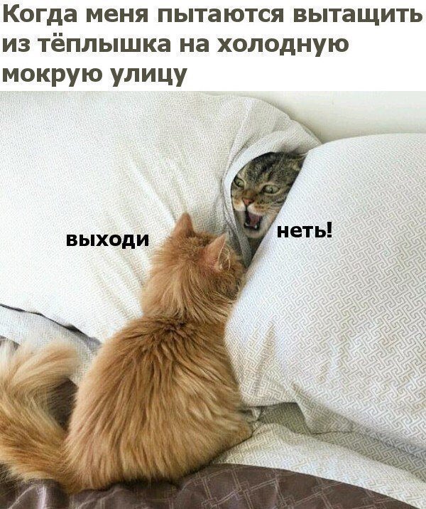 Котопост