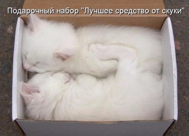 Котопост