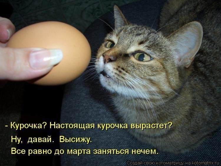 Котопост