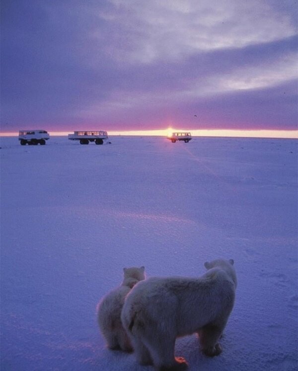 Из жизни Арктики