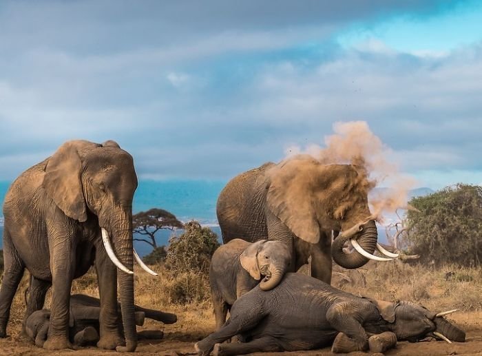 Слоны принимают пыльные ванны