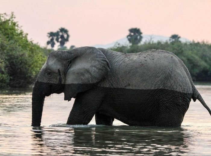 Слон пересекает реку, кишащую крокодилами
