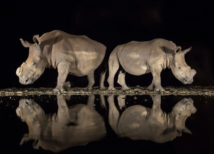 У носорогов спилены рога, чтобы спасти их от браконьеров