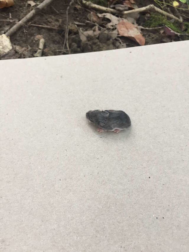 Женщина думала, что нашла мёртвого мышонка, но тот был просто очень слаб