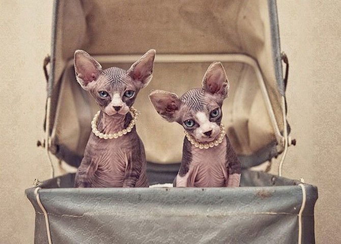 Зверские фото. Чудесные кошки-сфинксы на фотографиях Серены Ходсон