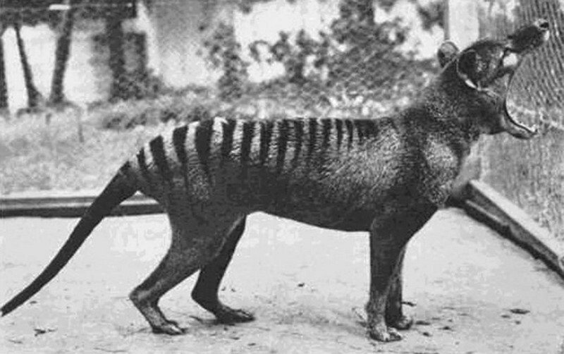 Последнее фото тилацина — вымерший вид сумчатого волка. 1933 год