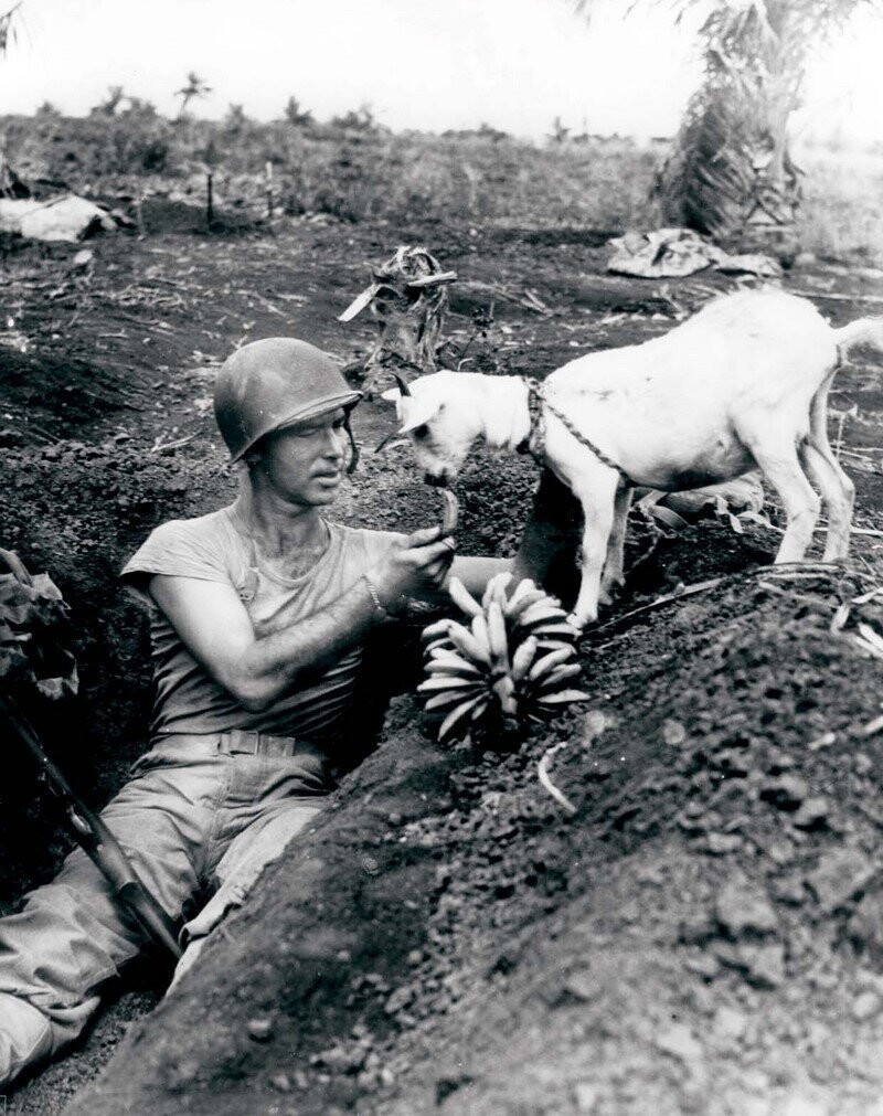 Солдат делится бананом с козленком при битве за Сайпан. 1944 год
