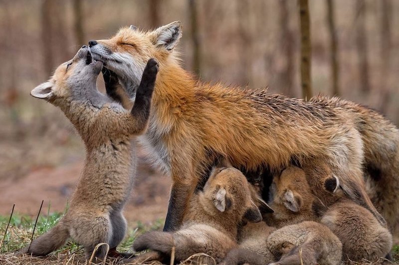 Прошлой весной жительнице Канады Бриттани Кроссман посчастливилось встретить семью лисиц, оказалось, животные живут всего в двух минутах от ее дома
