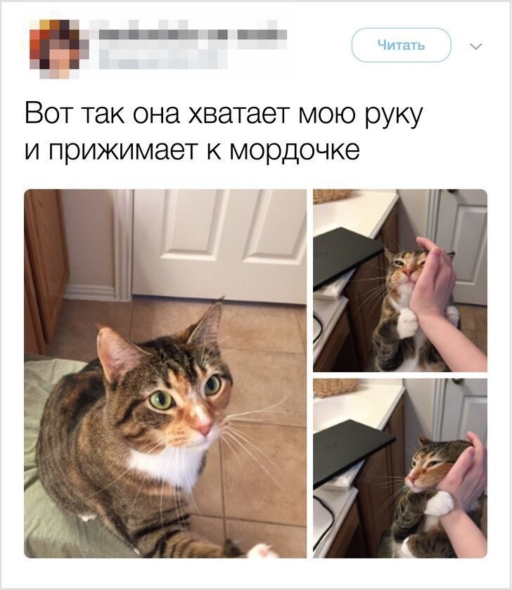 Нежность и обожание 