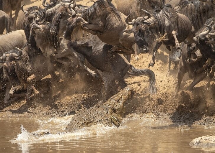 Крокодил охотится на антилоп гну 
