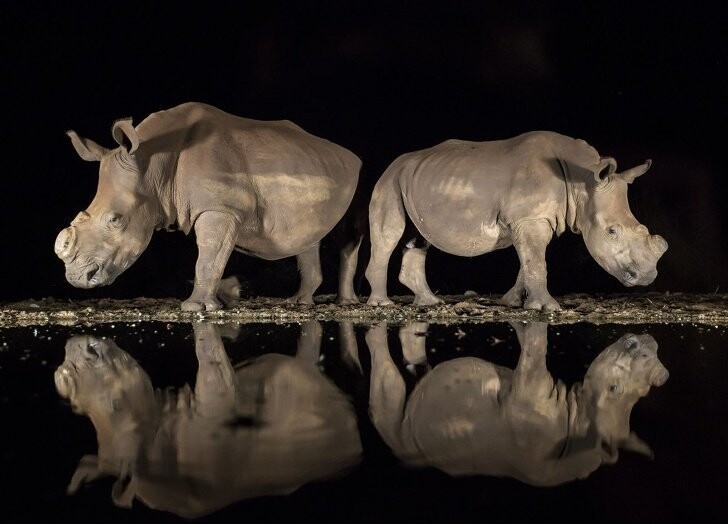 Носорогам удалили рога, чтобы спасти их от браконьеров 