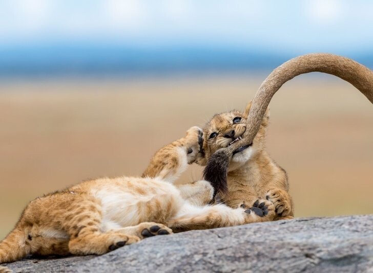 Львенок кусает маму за хвост 