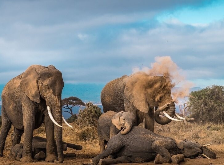 Слоны принимают пылевые ванны 