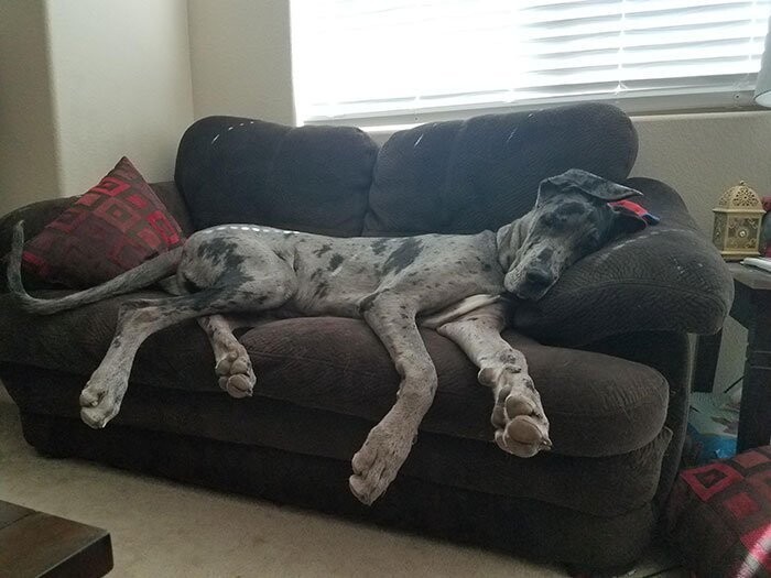 Этот большой мальчик решил, что диван принадлежит только ему